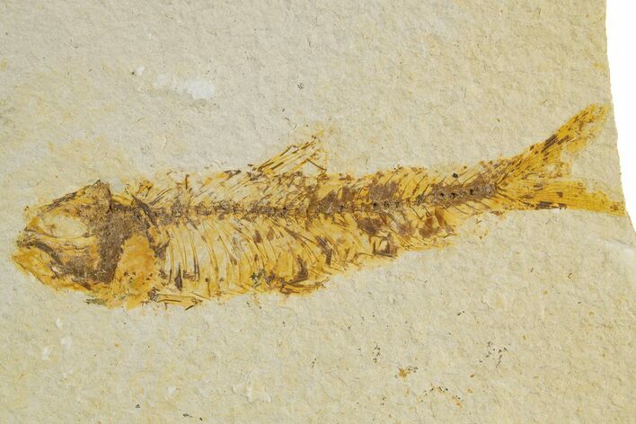 Bargain, Detailed Fossil Fish (Knightia) - Wyoming #340818